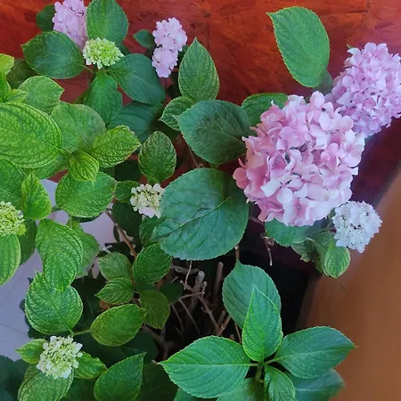 Porat 2 With Private Terrace 4* 杜布罗夫尼克